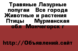 Травяные Лазурные попугаи - Все города Животные и растения » Птицы   . Мурманская обл.,Мончегорск г.